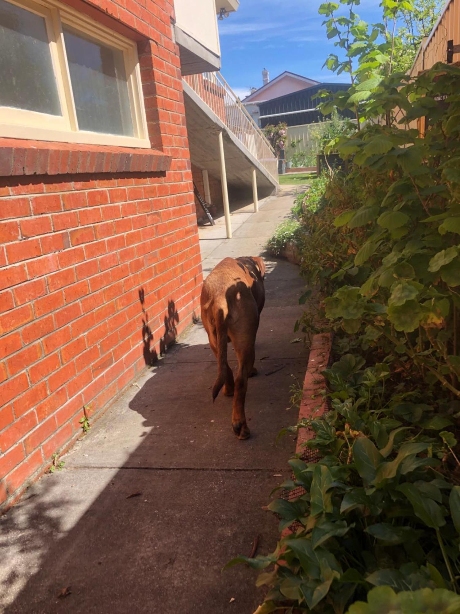 Lovely Budget Vegan Homestay Launceston Dış mekan fotoğraf